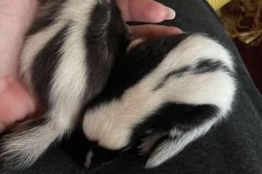 Exotic mammals kaufen und verkaufen Photo: Stinktier Skunks Jungtiere 