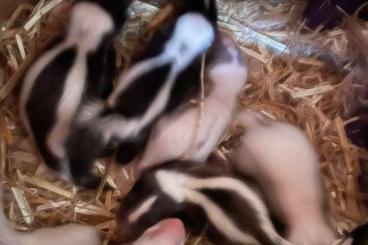 Exotische Säuger kaufen und verkaufen Foto: Stinktier Skunks Jungtiere 