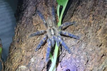 - bird spiders kaufen und verkaufen Photo: Poecilotheria metallica Nachwuchs