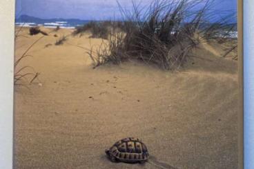 Literatur kaufen und verkaufen Foto: Schleich, Kästle & Kabisch: Amphibians and Reptiles of North Africa