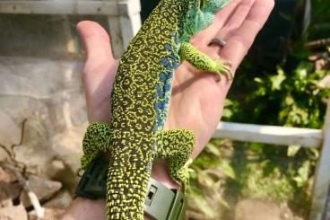 Lizards kaufen und verkaufen Photo: Timon lepidus high blue/ from beautifully patterned adults