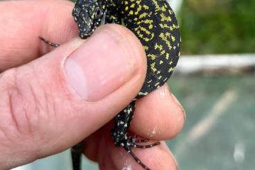 Lizards kaufen und verkaufen Photo: Podarcis muralis nigriventris (Roman lineages)