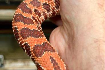 Nattern ungiftige  kaufen und verkaufen Foto: 1.2 2024 Phoenix red hognose 