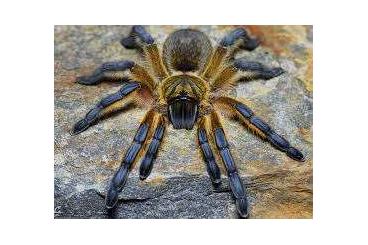 Spinnen und Skorpione kaufen und verkaufen Foto: Vogelspinnen Weibchen/Männchen/Unbestimmt