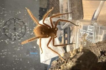 Spinnen und Skorpione kaufen und verkaufen Foto: Heteropoda Davidbowie Nz 8/24