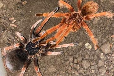 Vogelspinnen kaufen und verkaufen Foto: Pamphobeteus sp. solaris 0.0.50 L2/1FH zur Abgabe