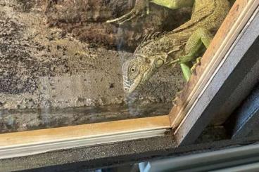 Echsen  kaufen und verkaufen Foto: Leguan Iguana iguana männlich, 2 Jahre