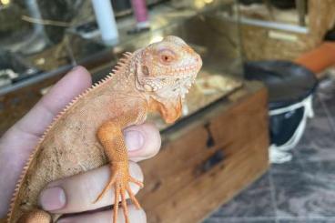 Echsen  kaufen und verkaufen Foto: Leguan, orange 1 Jahr weiblich