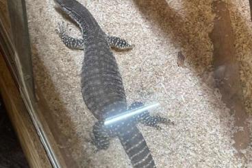 Monitor lizards kaufen und verkaufen Photo: Flavirufus, Pärchen oder einzelnd