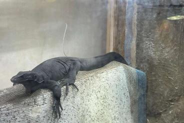 Warane kaufen und verkaufen Foto: Asian water Monitor, zwei abzugeben