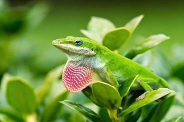 Lizards kaufen und verkaufen Photo: Suche Rotkehlanolis Nachzuchten