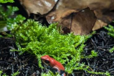 Poison dart frogs kaufen und verkaufen Photo: Oophaga pumilio Escudo 0.0.1 evtl 0.1 