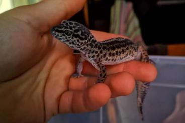 Geckos kaufen und verkaufen Foto: Leopardengecko Gruppe (3) abzugeben
