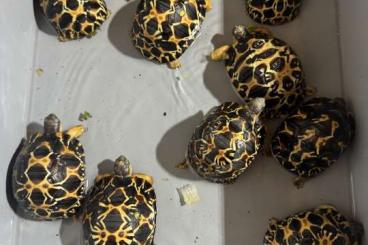 Tortoises kaufen und verkaufen Photo: Astrochelys radiata baby for Hamm