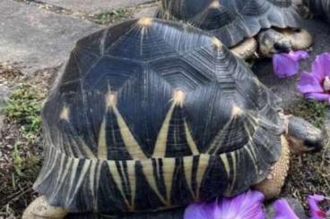 Landschildkröten kaufen und verkaufen Foto: Coppia adulta astrochelys Radiata