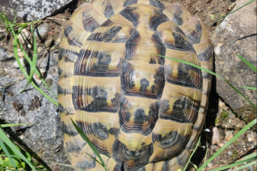 Landschildkröten kaufen und verkaufen Foto: Männchen, Testudo hermanni boettgeri