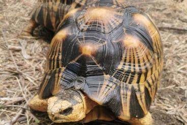 Landschildkröten kaufen und verkaufen Foto: Astrochelys radiata reproductive group