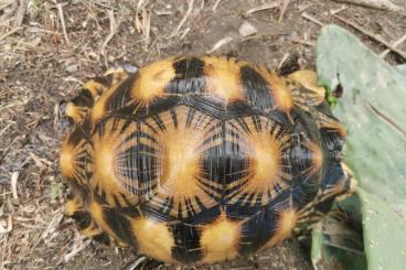 Landschildkröten kaufen und verkaufen Foto: Adult Astrochelys radiata females