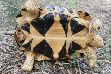 Landschildkröten kaufen und verkaufen Foto: Pair of adults Astrochelys radiata €2500 Landschildkröten kaufen und verkaufen Foto: Pair of adults Astrochelys radiata €2500