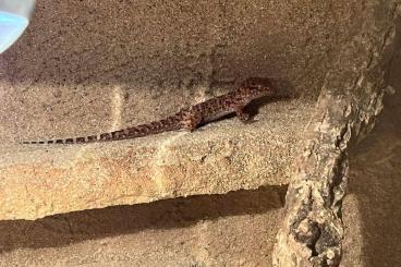 Geckos kaufen und verkaufen Photo: Kaktusgeckos zu verkaufen