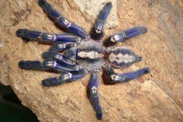 - bird spiders kaufen und verkaufen Photo: SONDERPREIS !!! 100 x Poecilotheria metallica