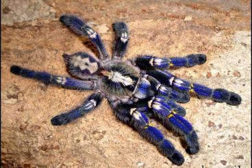 Vogelspinnen kaufen und verkaufen Foto: 80 x Poecilotheria metallica 1. Fresshaut