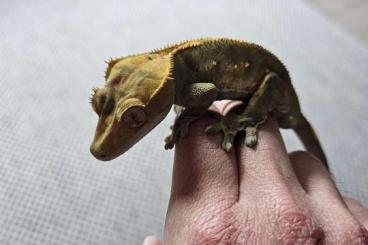 Geckos kaufen und verkaufen Photo: Tausche Kronengecko Männchen