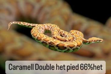 Pythons kaufen und verkaufen Foto: Tigerpython Caramell double het pied 66% het green 