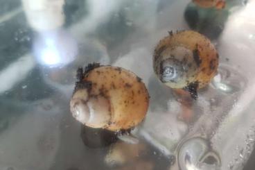 Mollusca kaufen und verkaufen Photo: Archachatina marginata ovum Albina Schnecken abzugeben!!!