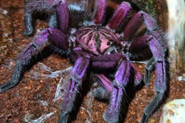 Vogelspinnen kaufen und verkaufen Foto: Pamphobeteus nigricolor Bock Vogelspinne