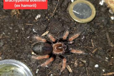 Vogelspinnen kaufen und verkaufen Foto: Brachypelma Boehmei / Pterinopelma sazimai / Lasidora Parahybana 