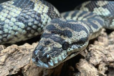 Schlangen kaufen und verkaufen Foto: morelia spilota mcdowelli