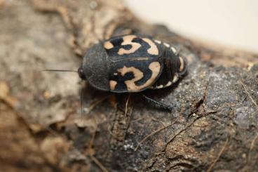 Insects kaufen und verkaufen Photo: Therea Oljegrandjeani Nymphen