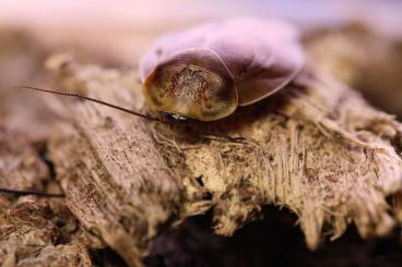 Insekten kaufen und verkaufen Foto: Gyna lurida High Yellow Nymphen