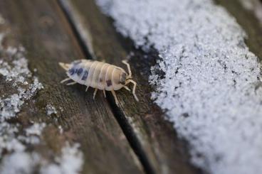 Krebstiere terrestrisch  kaufen und verkaufen Foto: Porcellio laevis dairy cow/Panda