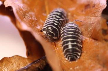 Krebstiere terrestrisch  kaufen und verkaufen Foto: Armadillidium maculatum Zebra Assel