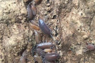 Krebstiere terrestrisch  kaufen und verkaufen Foto: Porcellionide pruinosus Kuba Assel