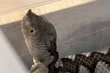 Giftschlangen kaufen und verkaufen Foto: Vipera Ammodytes 3 year old Male CB