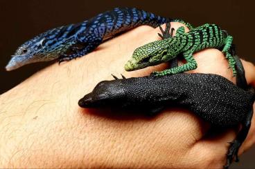 Monitor lizards kaufen und verkaufen Photo: Warane - Mauereidechse zu verkaufen