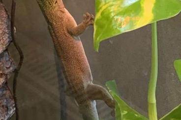 Geckos kaufen und verkaufen Photo: Phelsuma Standingi - Querstreifen Taggecko