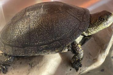 Schildkröten  kaufen und verkaufen Foto: Emys orbicularis breeding female