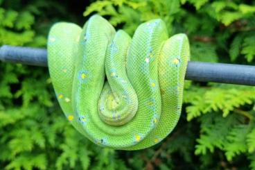 Pythons kaufen und verkaufen Foto: 1,0 Morelia viridis Blue Line Baumpython