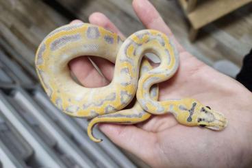 Ball Pythons kaufen und verkaufen Photo: Ballpython Sale/Wholesale nz 2024