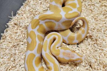 Königspythons kaufen und verkaufen Foto: Ballpython Sale/Wholesale nz 2024