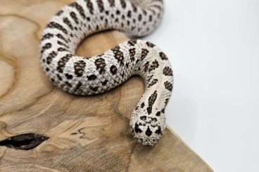 Schlangen kaufen und verkaufen Foto: Heterodon Nasicus/Western Hognose HOUTEN/HAMM