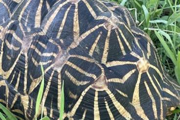 Schildkröten  kaufen und verkaufen Foto: Geochelone Elegans breeding