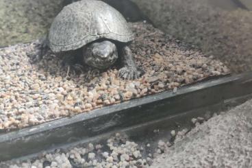 Schildkröten  kaufen und verkaufen Foto: Zwei Moschusschildkröten Abzugeben inkl Zubehör 