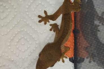 Geckos kaufen und verkaufen Foto: Kronengeckos 0.0.3 ohne Schwanz 