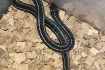 Colubrids kaufen und verkaufen Photo: Thamnophis sirtalis similis Strumpfbandnatter Colubrids kaufen und verkaufen Photo: Thamnophis sirtalis similis Strumpfbandnatter