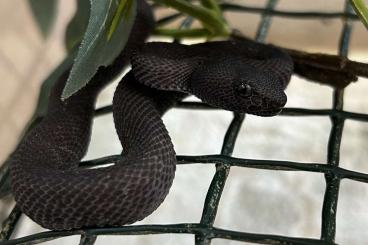 Giftschlangen kaufen und verkaufen Foto: trimeresurus purpureomaculatus ”black”